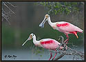 Roseate Spoonbills 6297